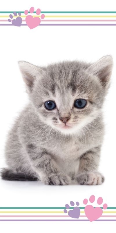 Osuška Kitten colour 70x140